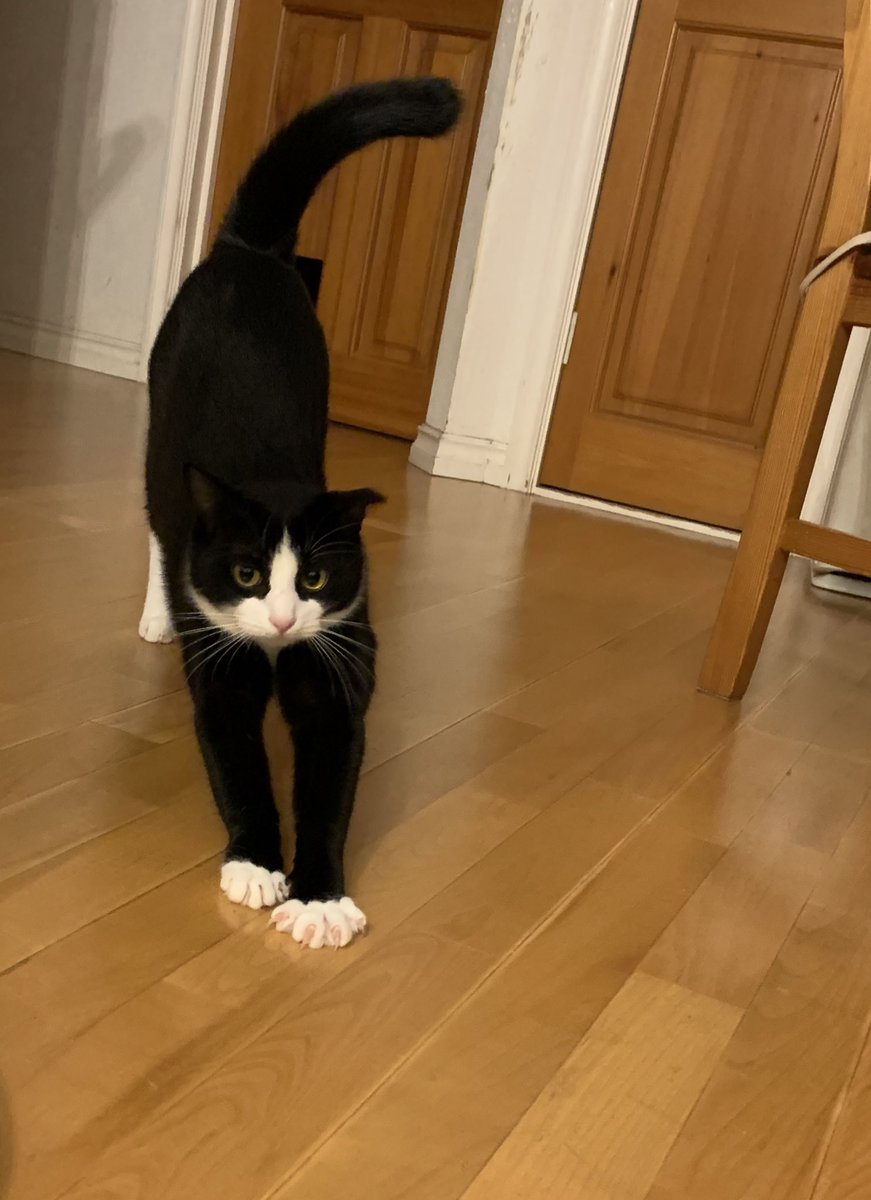 全部アピールできただろうか……
日常では主に猫写真をupしてます。
原稿ペースが遅いのでお知らせより猫写真の方が多いです😂
あっ!!
今月のGUSHさんにショート読み切り掲載されてます📕✨