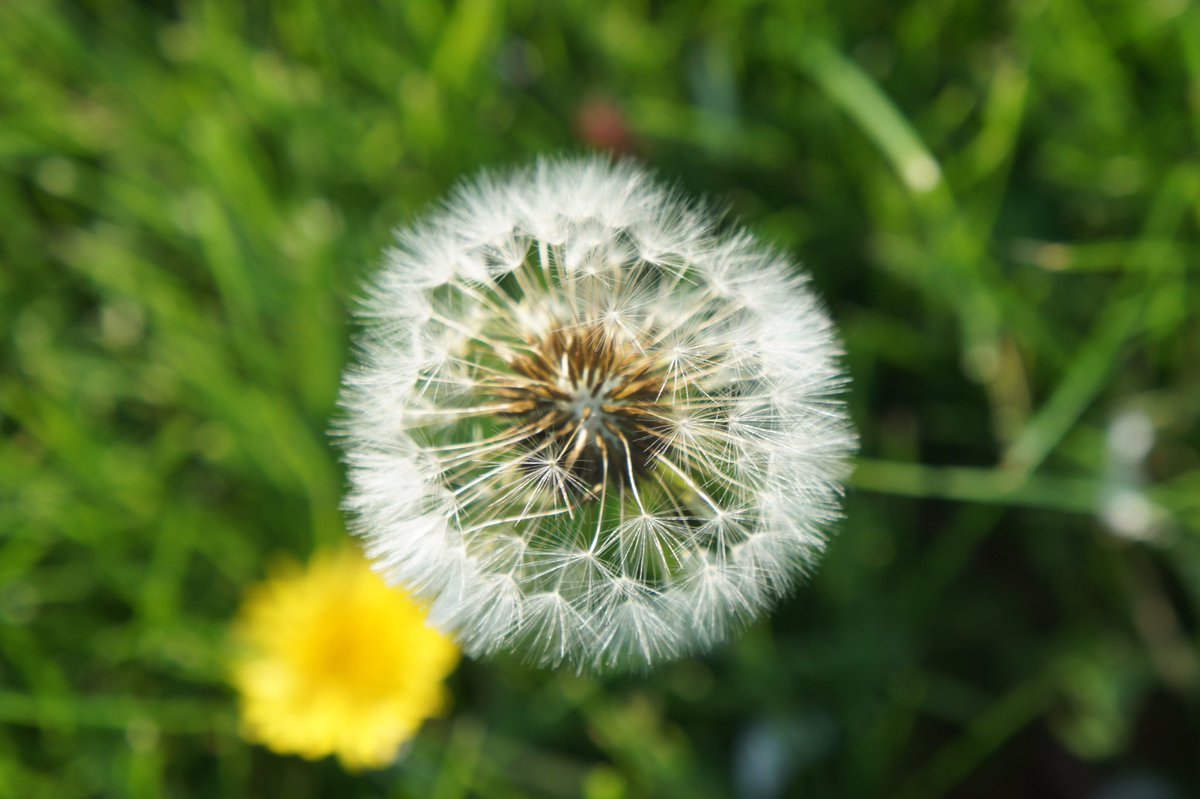 Howie01353073's tweet photo. #environment #inhabitants #ecology #NatureBeauty #NatureInspired #naturelovers #natural #flower #vegetative #plants https://t.co/EQ9bEVqdKf
