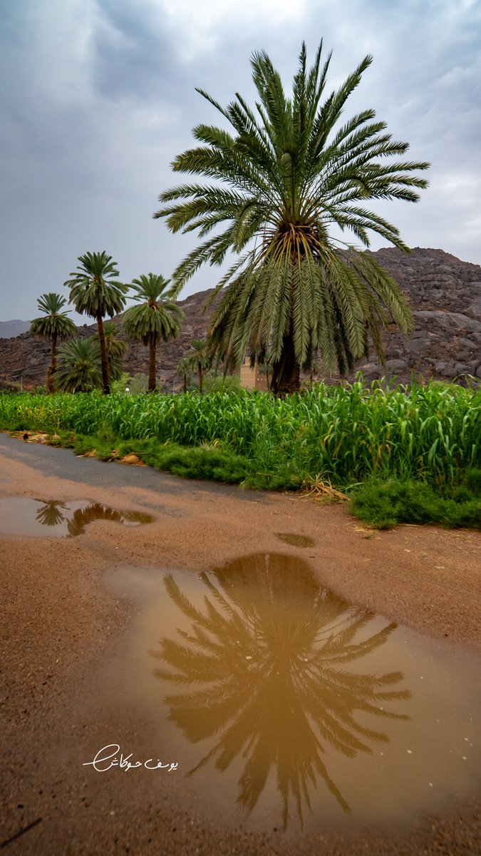 يوسف حوكاش tweet media