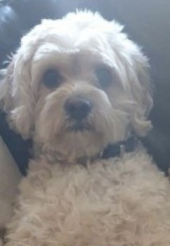 millypod1's tweet photo. TEDDY HOME SAFE. THANKS FOR RT's 😊🐕🐾

🆘7 AUG 2024 #Lost TEDDY #ScanMe
Cream Cavapoo Male 
Wareham Forest but last seen running down the main Cold Harbour Road #WarehamForest #Coldharbour #Wareham #Dorest #BH20 https://t.co/p4QBkpYo8U https://t.co/PRIMIlGvwE