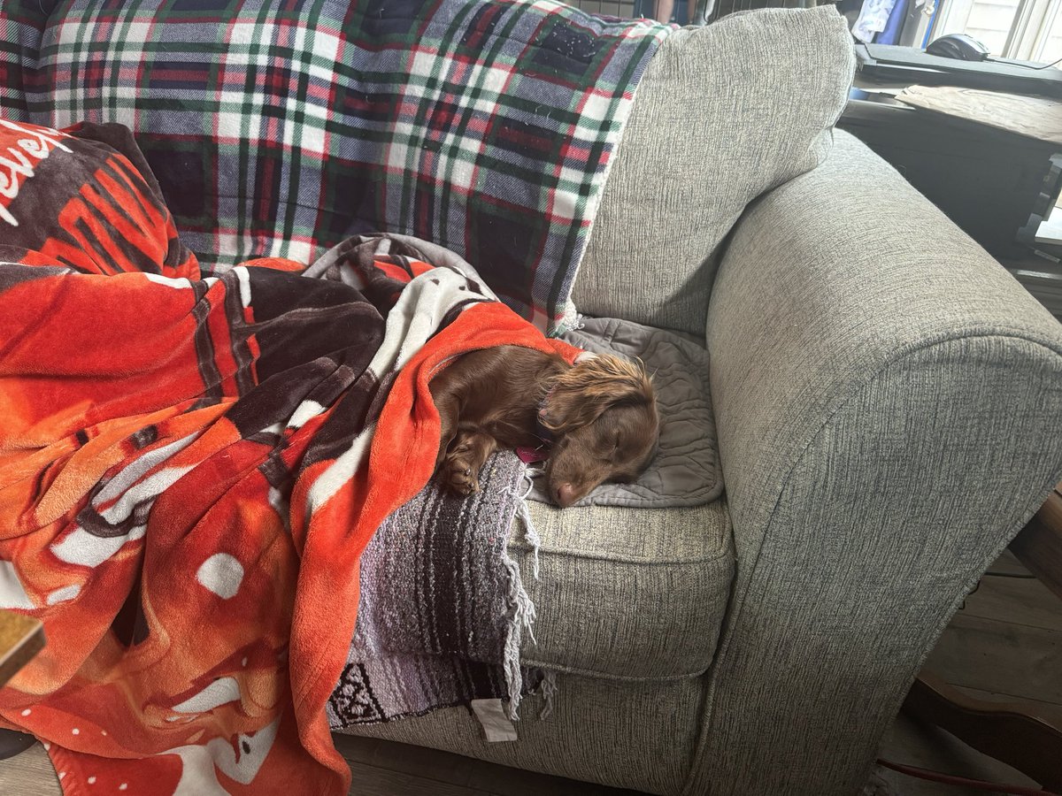 dawgsandelfs's tweet photo. Sunday funday #Monica #MiniWeenie #dachshund https://t.co/LLPxht0pjW