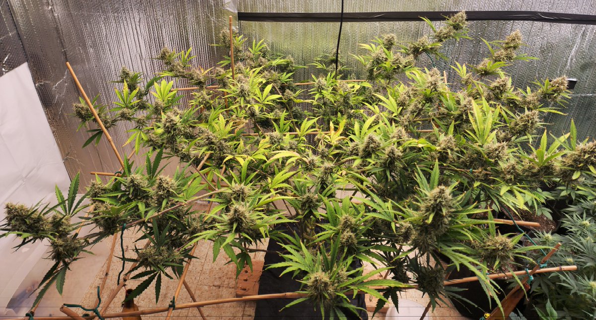 kclightup's tweet photo. It's day 75 for this @Speedrunseeds Slamberry autoflower. It looks like it is going to go 90+ days. #CannabisCommunity #growyourown #organic #notill #livingsoil #earthbox https://t.co/8P4IAhjVm4