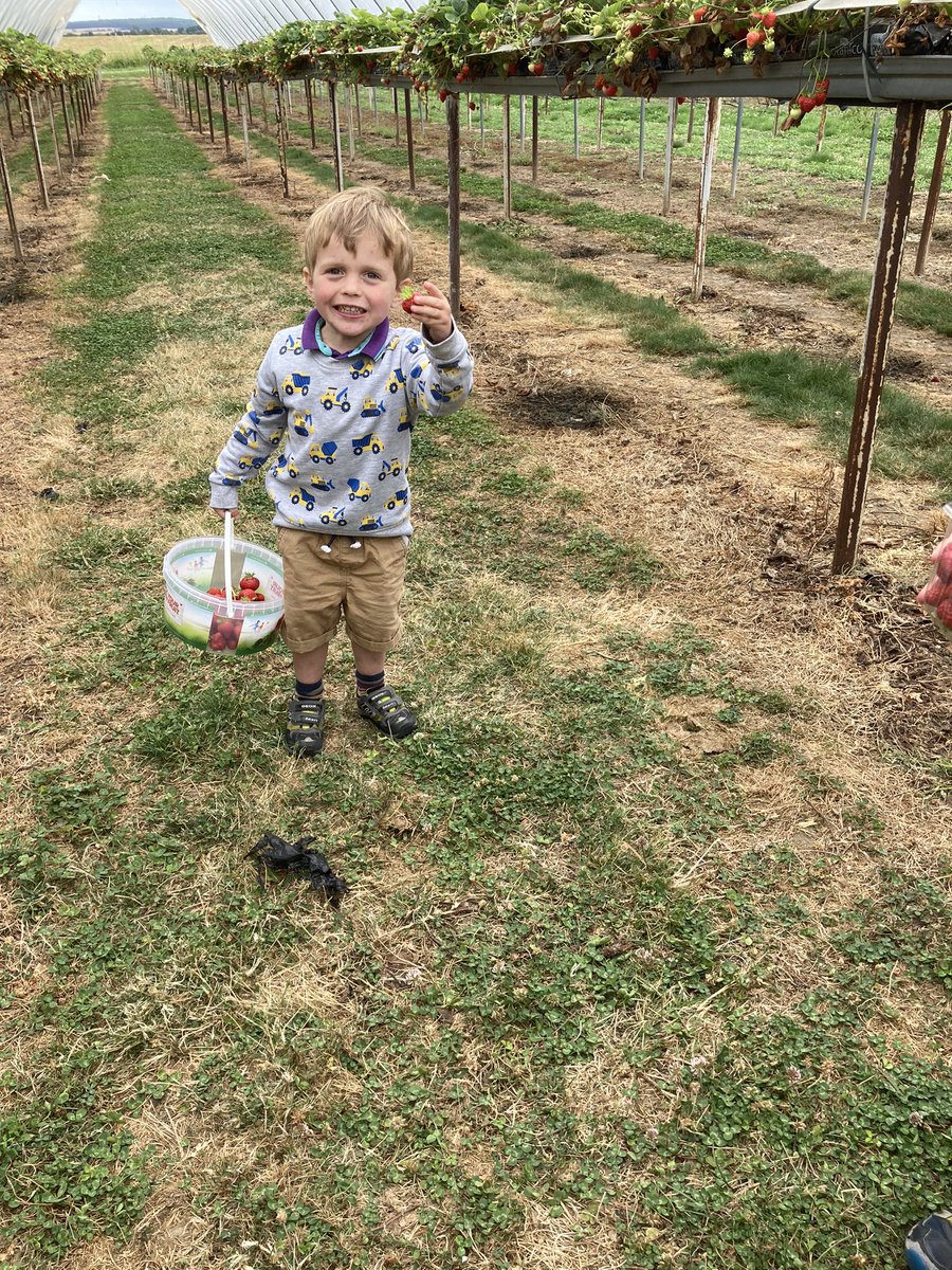 spagmathsleeds's tweet photo. Counting strawberries is a great way to get your preschooler engaged with numbers. Even better, you get to eat the strawberries after 🍓 😋! https://t.co/0qz2MagLBL