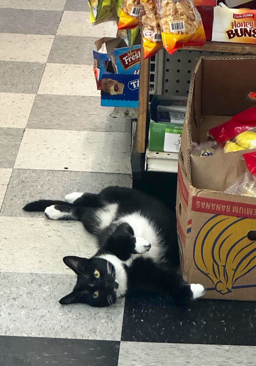 Bodega Cats tweet media