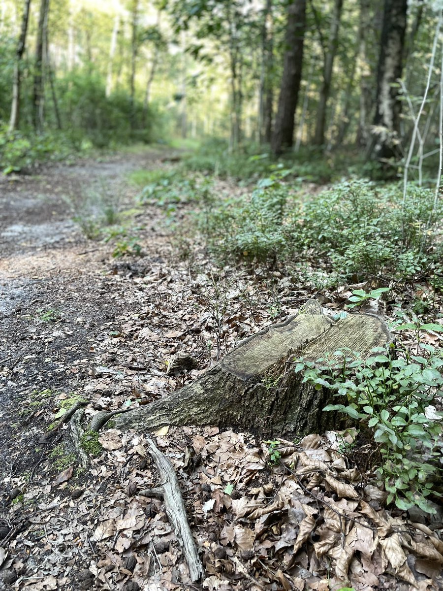 Runningsjaak's tweet photo. #whilerunning #Hattem #Veluwe #Holland 🇳🇱 https://t.co/4HoZLaTdFS