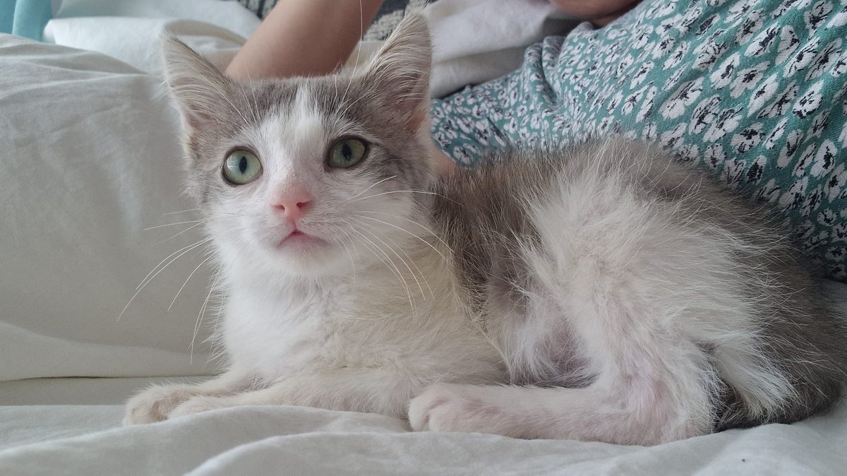 Fernando tweet media