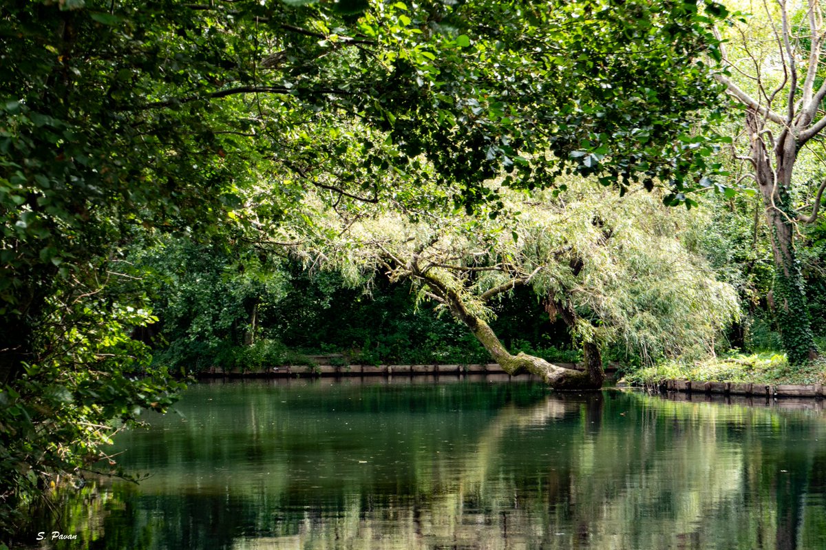 SoniaPavan3's tweet photo. Have a great green day everyone!
Fifty shades of nature 😊

#NatureBeauty #NaturePhotography #TreePhotography #TreePeople #TreeLovers #trees #ThePhotoHour #Amiens #hortillonages #beautifulFrance https://t.co/jhwiu4QM38