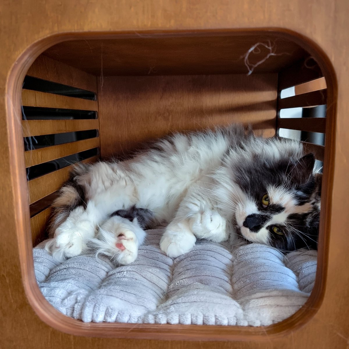 catwithaknife's tweet photo. Guess what? It's Lazy Sunday!😸💙💤 And Rhapsody is feeling the vibes!🐈⬛💙💤
#catwithaknife #キャットウィズアナイフ #rhapsodythecat #rhapsodythekitty #ラプソディさん猫 #norwegianforestcat #sleppykitty #cozycat #catnap #catlife #cutecat #猫 #ねこ #猫好き #かわいい猫 #猫の生活 https://t.co/EGeERUKuT7