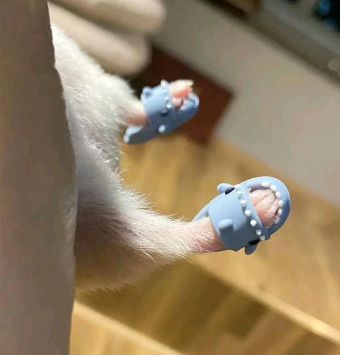 BaityBait (@baitybait) on Twitter photo Le he comprado mini chanclas a la Chinchilla Le he comprado mini chanclas a la Chinchilla