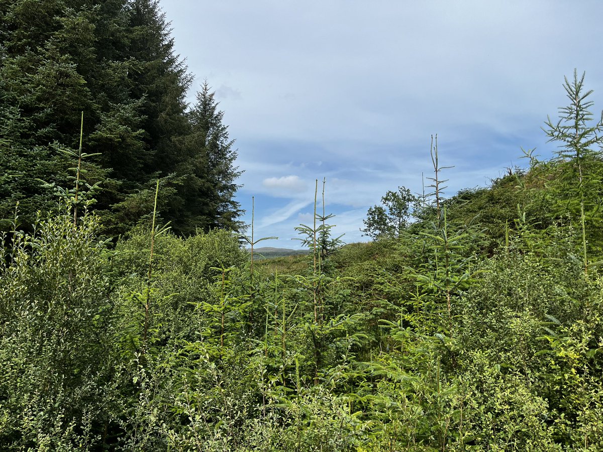 I haven’t updated my running playlist since 2020… so please help a returning runner out - tell me which songs over the past 4/5 years I should be adding to my playlist?
#run #running #ukrunchat  #Tarbert #trailrunning #trails #myargyll #wildaboutargyll #abplace2b #TarbertTrails