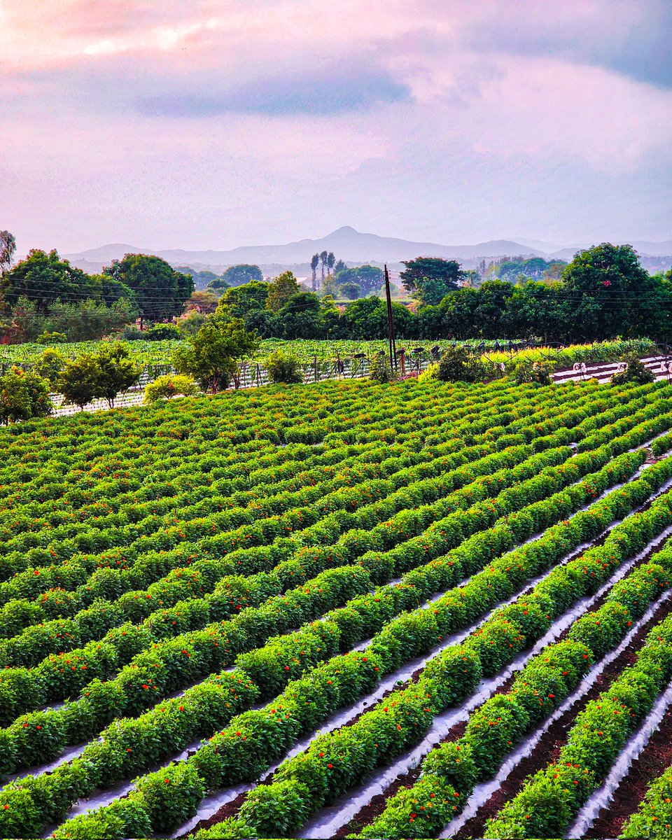 Allow Nature's peace to flow into you!
#nature #india