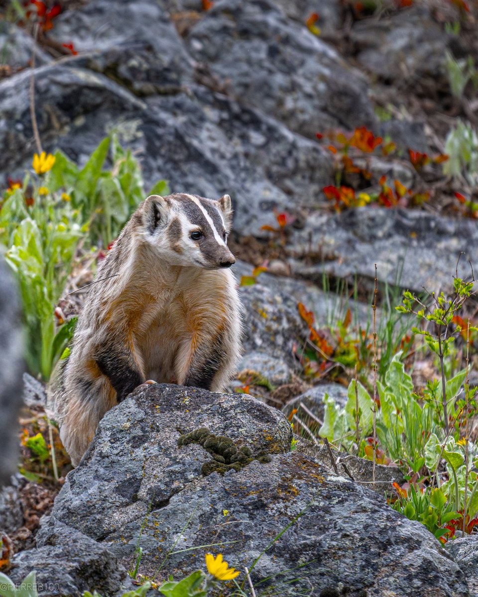pierreb100's tweet photo. Badger in Yellowstone Poses with wildflowers https://t.co/Us9a7QFuAr