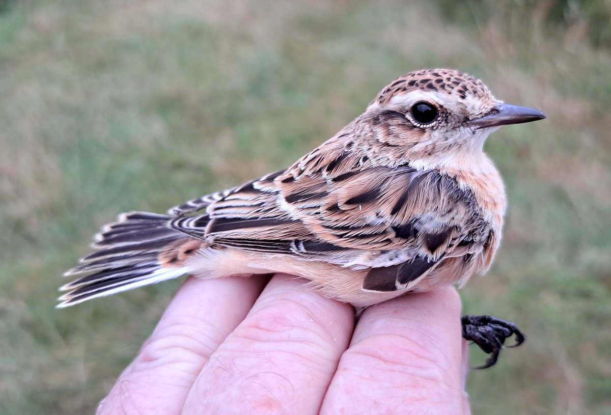 Huge migrant day on Salisbury Plain with our best ever August catch of 335 birds.  Day record for Sedge (102), Reed (55) &amp; Willow (53). Also 2 Tree Pipit, Spotted Flycatcher, Stonechat, 7 Whinchat, 24 Garden. Best bird, a Marsh Warbler the 15th warbler species for the site