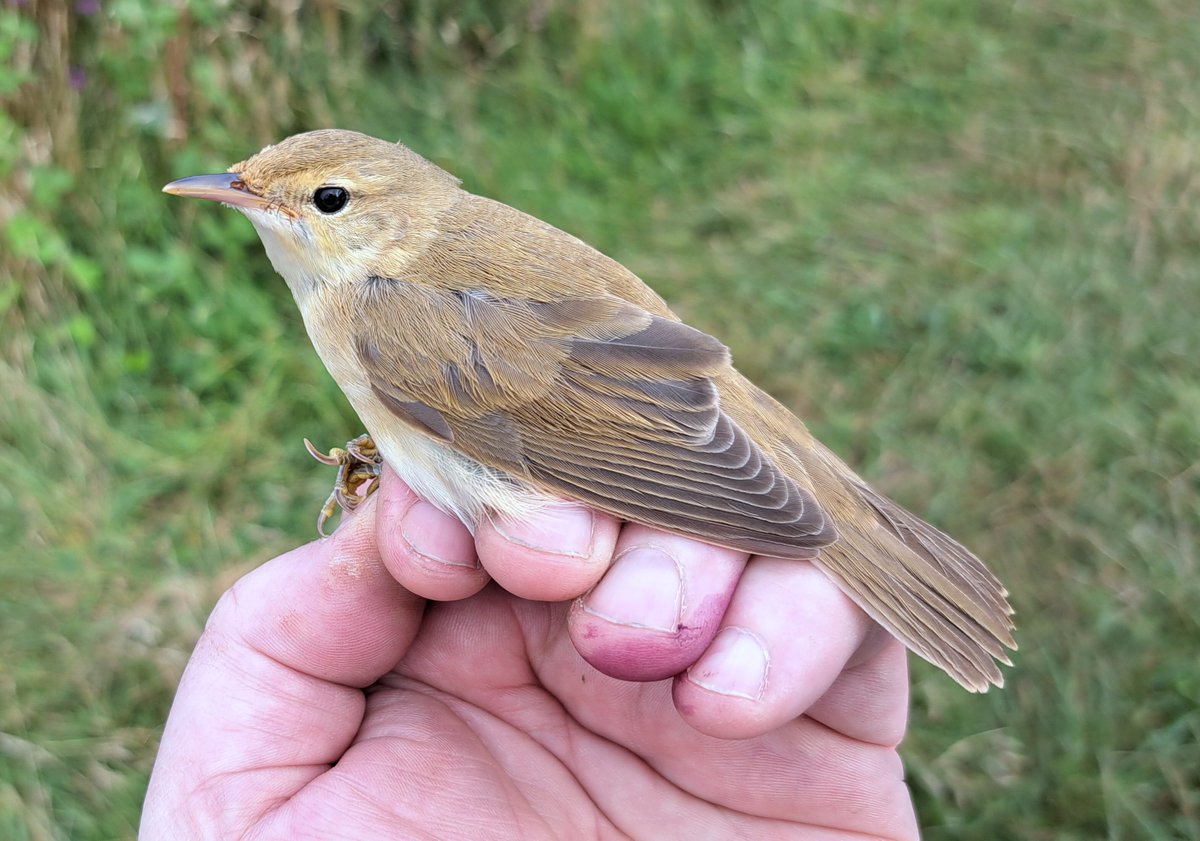GrahamDeacon12's tweet photo. Huge migrant day on Salisbury Plain with our best ever August catch of 335 birds.  Day record for Sedge (102), Reed (55) &amp; Willow (53). Also 2 Tree Pipit, Spotted Flycatcher, Stonechat, 7 Whinchat, 24 Garden. Best bird, a Marsh Warbler the 15th warbler species for the site https://t.co/Aq6sYCiDm4