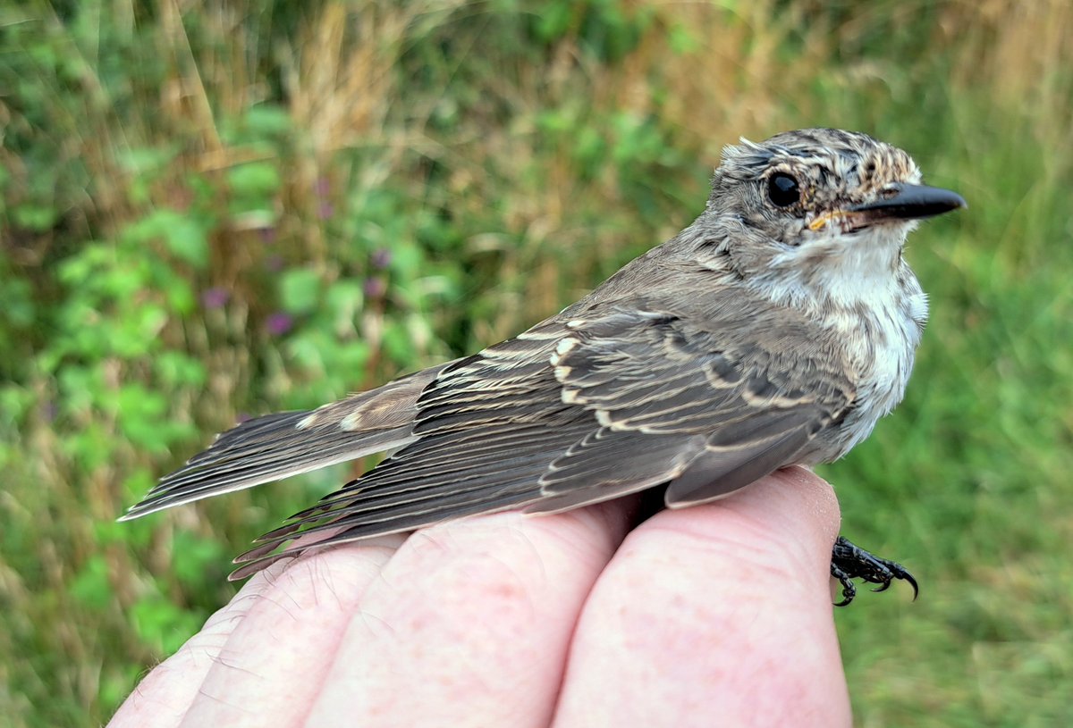 GrahamDeacon12's tweet photo. Huge migrant day on Salisbury Plain with our best ever August catch of 335 birds.  Day record for Sedge (102), Reed (55) &amp; Willow (53). Also 2 Tree Pipit, Spotted Flycatcher, Stonechat, 7 Whinchat, 24 Garden. Best bird, a Marsh Warbler the 15th warbler species for the site https://t.co/Aq6sYCiDm4