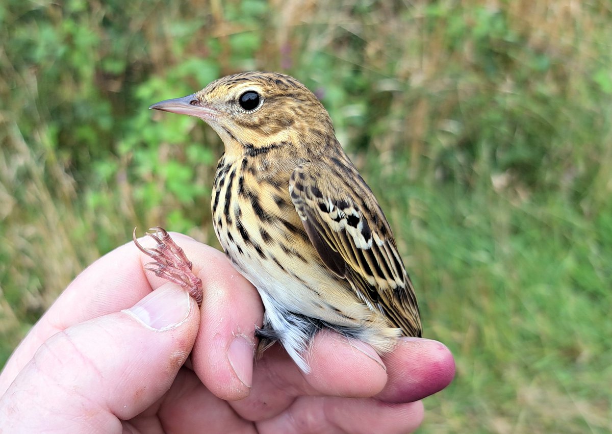 GrahamDeacon12's tweet photo. Huge migrant day on Salisbury Plain with our best ever August catch of 335 birds.  Day record for Sedge (102), Reed (55) &amp; Willow (53). Also 2 Tree Pipit, Spotted Flycatcher, Stonechat, 7 Whinchat, 24 Garden. Best bird, a Marsh Warbler the 15th warbler species for the site https://t.co/Aq6sYCiDm4