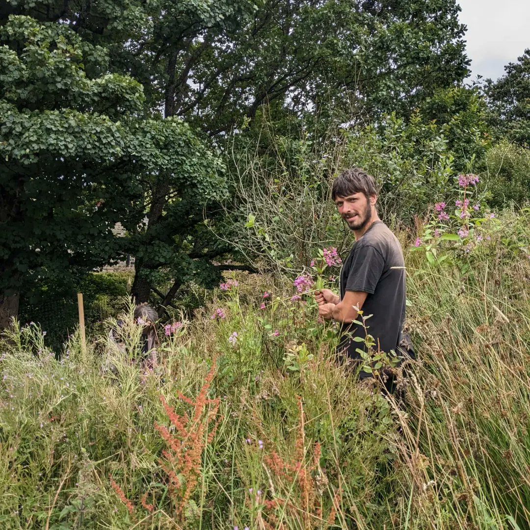 forus_tree's tweet image. We revisited a site we started hand pulling #HimalayanBalsam in June 2023. It's the second year of treatment and it's already very significantly reduced from the previous year. Last year, it took 122 hours to clear, while this year only took 14 hours to clear the same area. #INNS