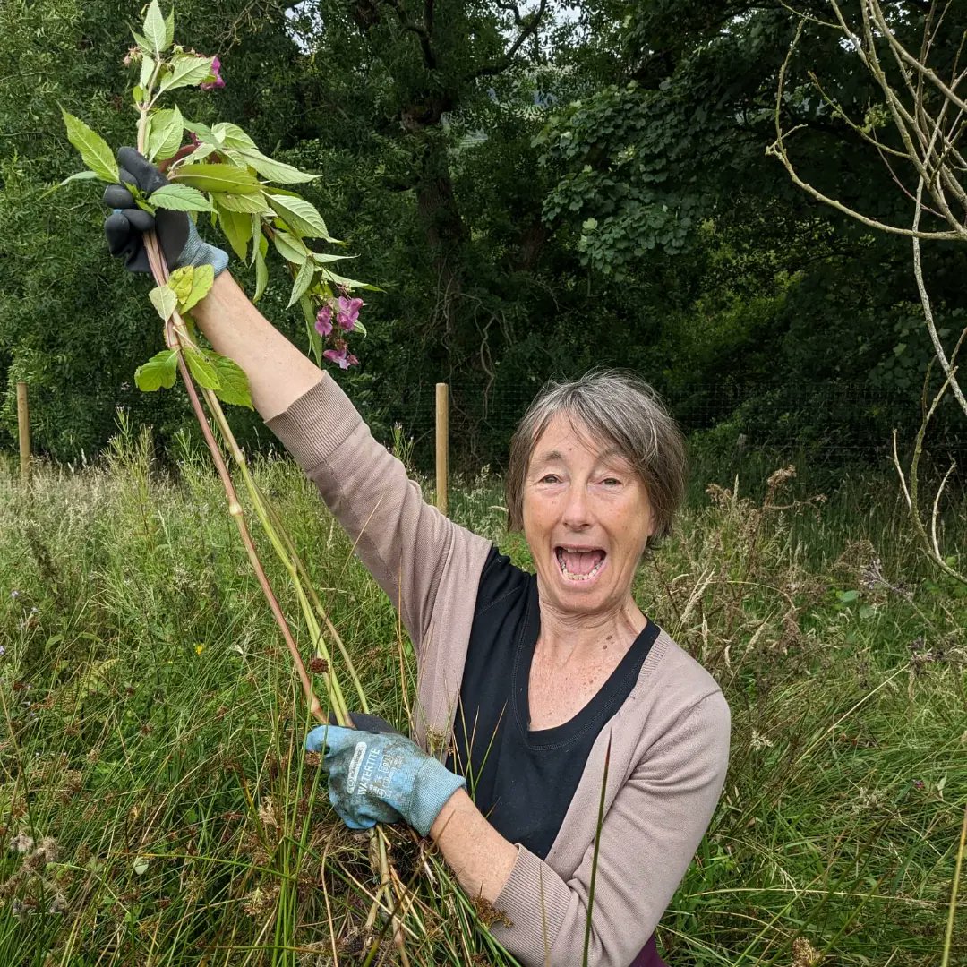 forus_tree's tweet image. We revisited a site we started hand pulling #HimalayanBalsam in June 2023. It's the second year of treatment and it's already very significantly reduced from the previous year. Last year, it took 122 hours to clear, while this year only took 14 hours to clear the same area. #INNS