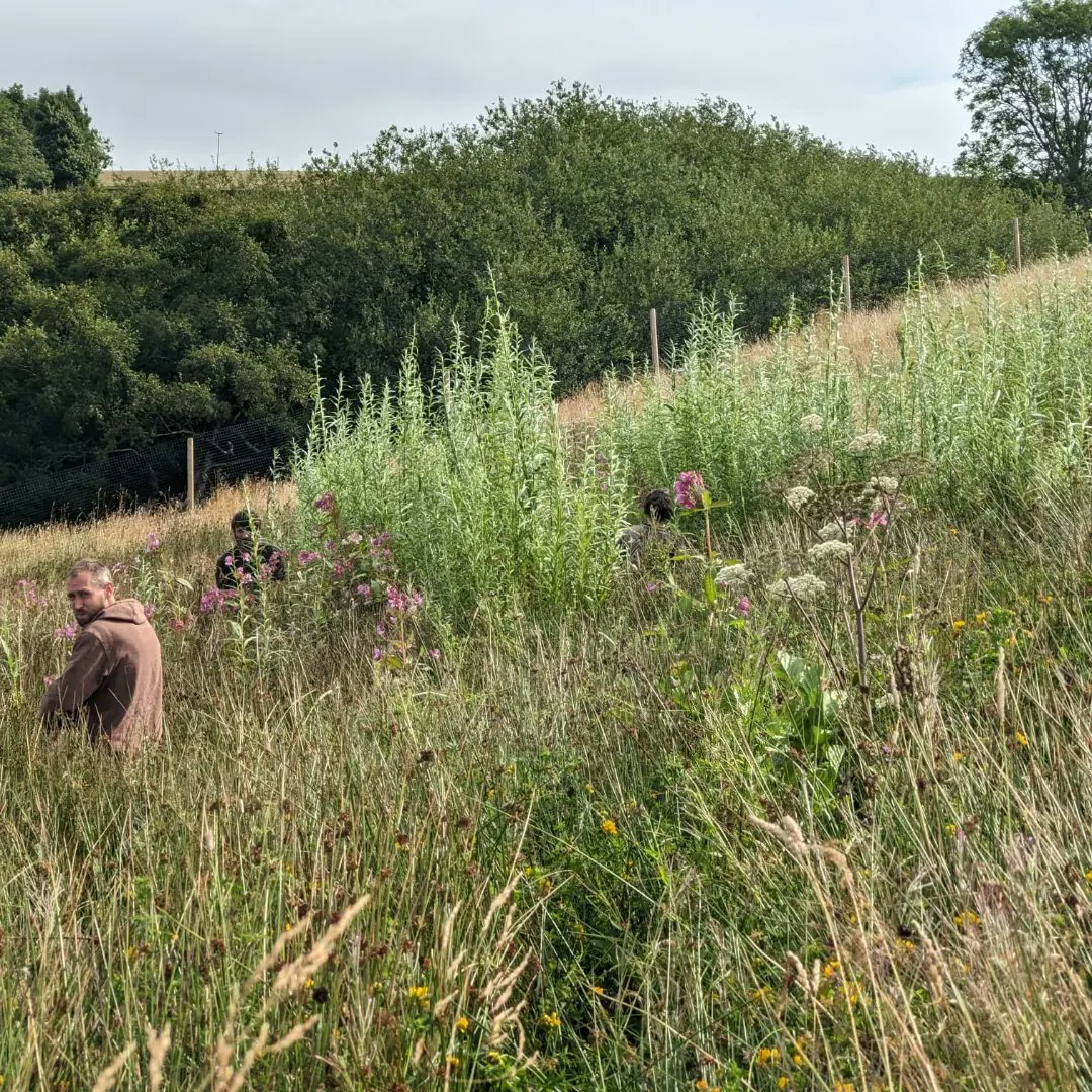 forus_tree's tweet image. We revisited a site we started hand pulling #HimalayanBalsam in June 2023. It's the second year of treatment and it's already very significantly reduced from the previous year. Last year, it took 122 hours to clear, while this year only took 14 hours to clear the same area. #INNS