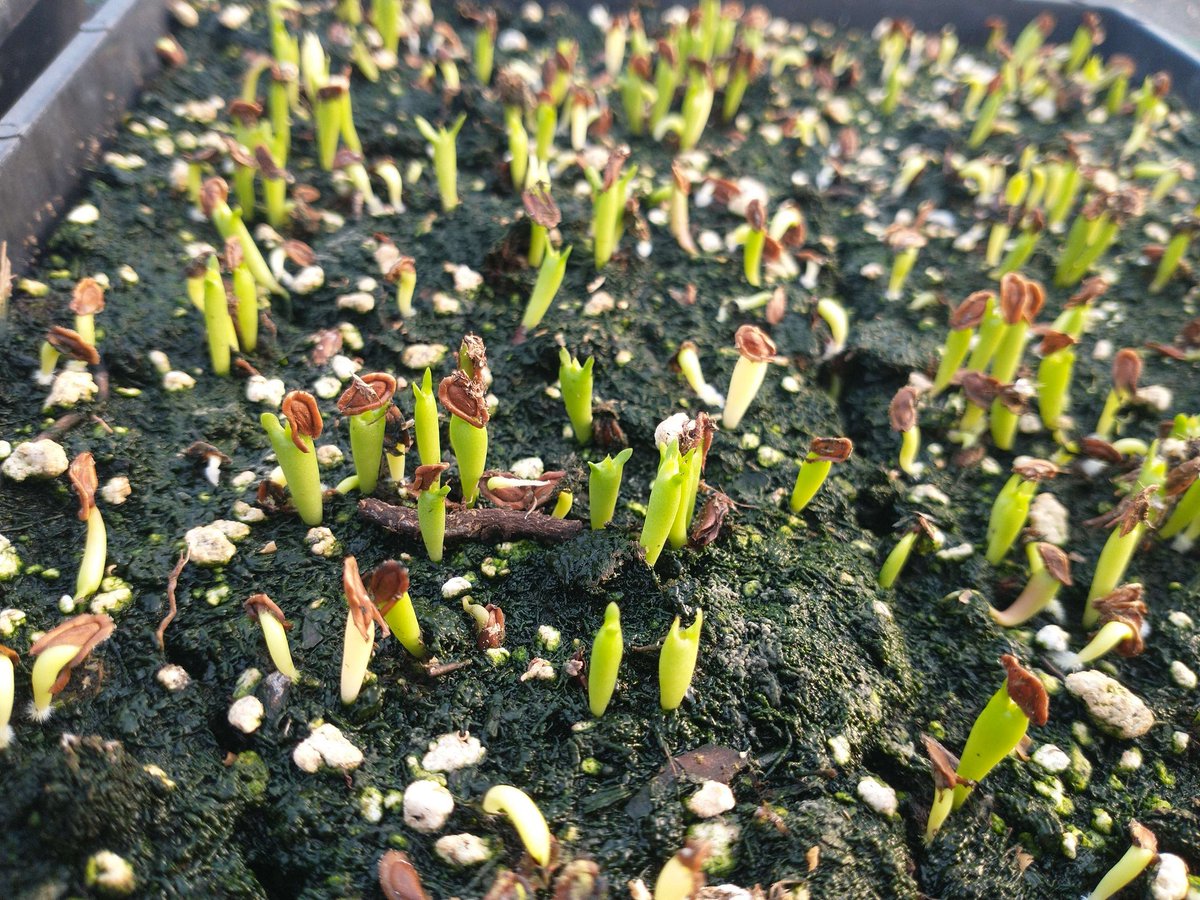 things_in_jars's tweet photo. Orbea variegata seedlings look goofy as all heck https://t.co/hbLwtnbxgk