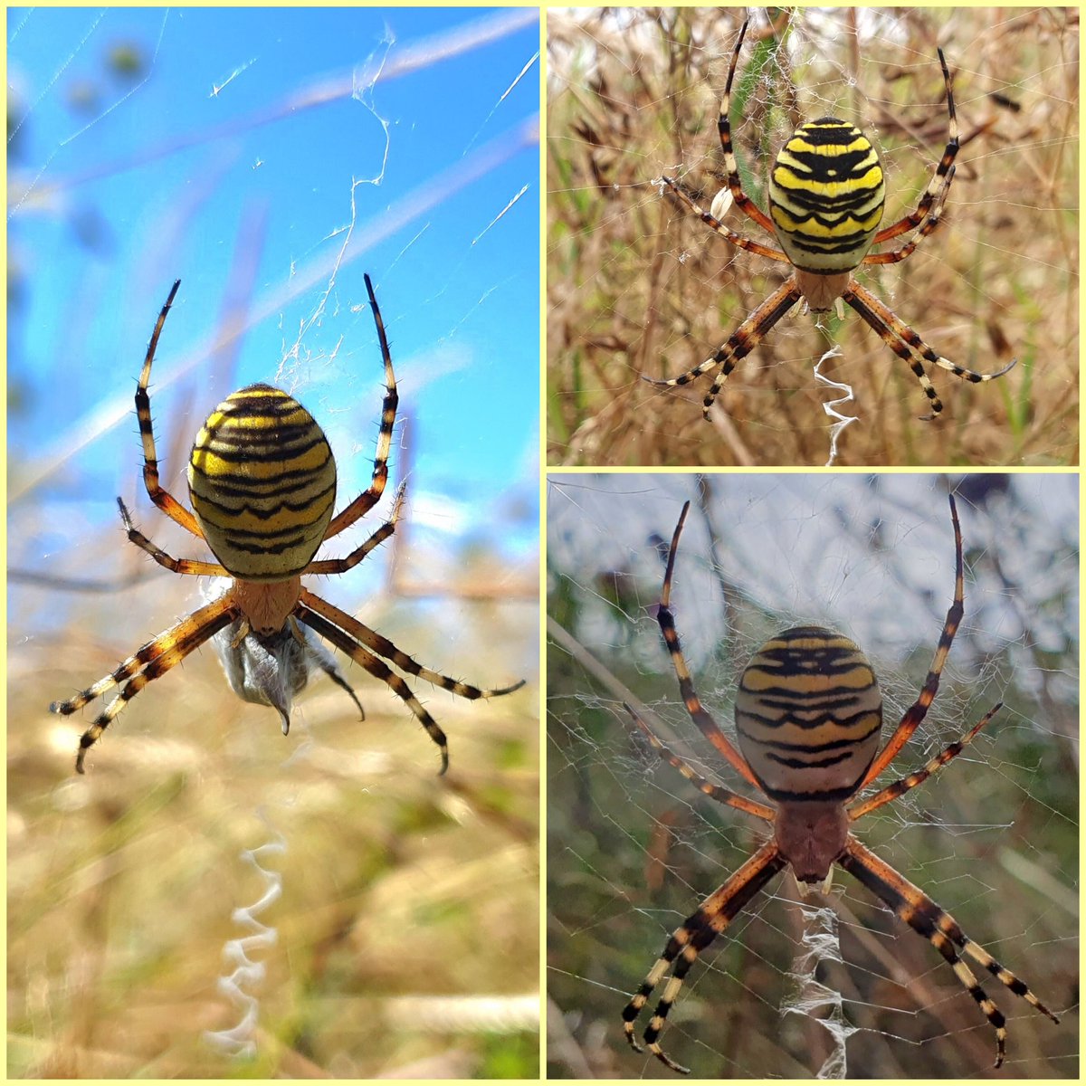 AndrewJohnEllis's tweet photo. As with last year, these beautiful wasp spiders have appeared in the meadow in August. I’ve counted these three so far, but assume I’ll find more if I spend time hunting for them. It’s far too hot to be doing that today. #spider #wildflowermeadow #gardeningforwildlife #waspspider https://t.co/CnZy3FS72H