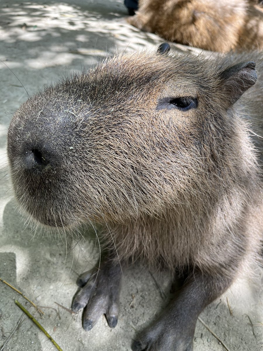 bei0212's tweet photo. 最近までカピバラさんをカピパラさんだと思ってた…
しかもこれ5月の出来事！？
まぁね、思い出だからね？思い出す事に意味があるんだよぉ https://t.co/qSvkSj8XDL