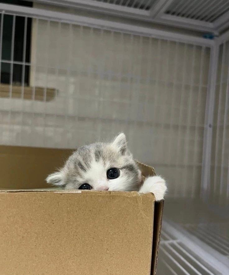 smol silly cat tweet media