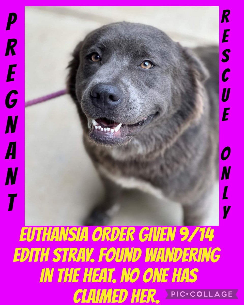 carawil17888192's tweet photo. EUTHANSIA ORDER GIVEN 9/14 PREGNANT RESCUE ONLY‼️ 

MOUNT PLEASANT TEXAS 

EDITH stray. Found wandering in the heat. No one has claimed her. 

#A56478863
F
3yr
60lb 

#dog #fyp #dogsofinstagram #pet #dogs #animals #texas #PLEDGE #pups #rescue #adopt  #dogs #deathrowdogs #deathrow https://t.co/LU2LoU8dos