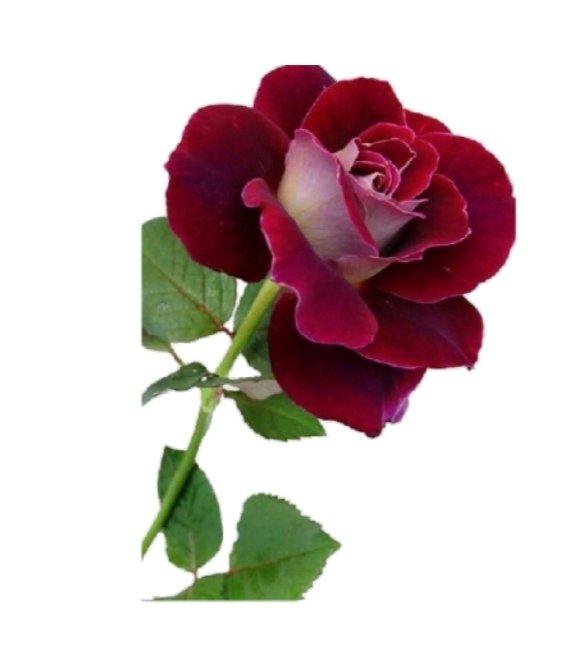 dar445566's tweet photo. مساء الورد https://t.co/O7qBgaQRLX