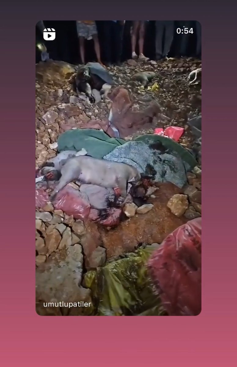 #ALLAHBELANIZIVERSİN

TURKEY BRUTALLY MURDERİNG STRAYS! 

Raise awareness!!!!

#animalcruelty #murderinturkey