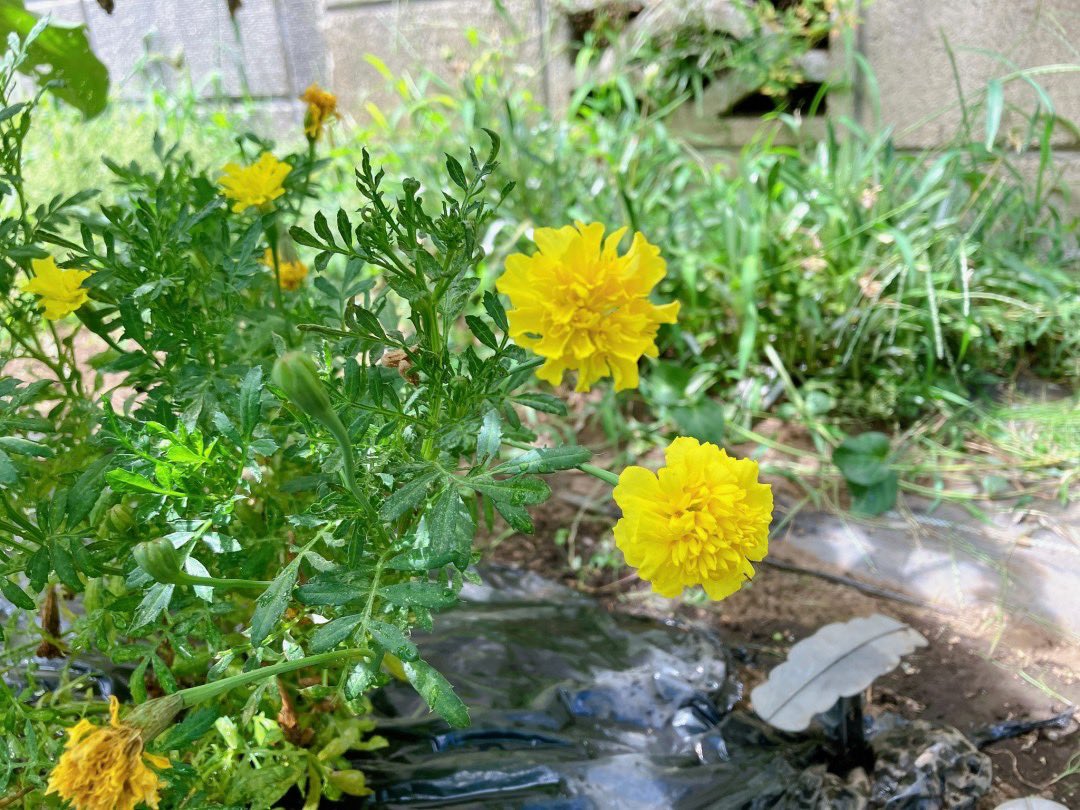 vegeppo_poolo's tweet photo. 今週も色とりどりの野菜が収穫🍅🫑🍆
今年はトマトがやや不調ですが、それでもまだ頑張ってくれてます👨‍🌾☀️
#POOLO #べじっぽ https://t.co/YMfGhPbrEK