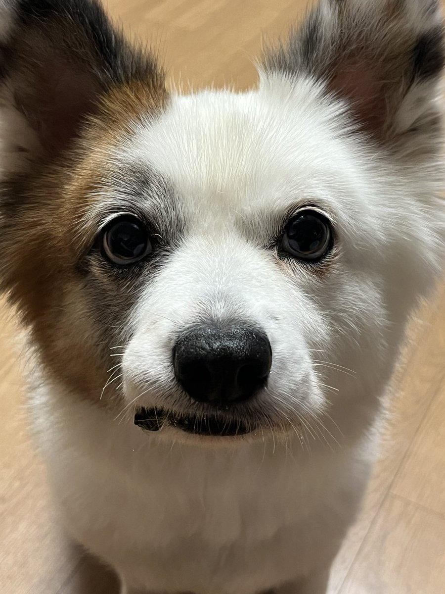 doggy_fall's tweet photo. 멈무 증명사진 https://t.co/79VOashbb7