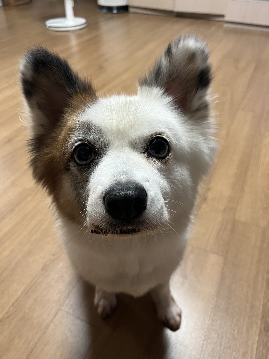 doggy_fall's tweet photo. 멈무 증명사진 https://t.co/79VOashbb7
