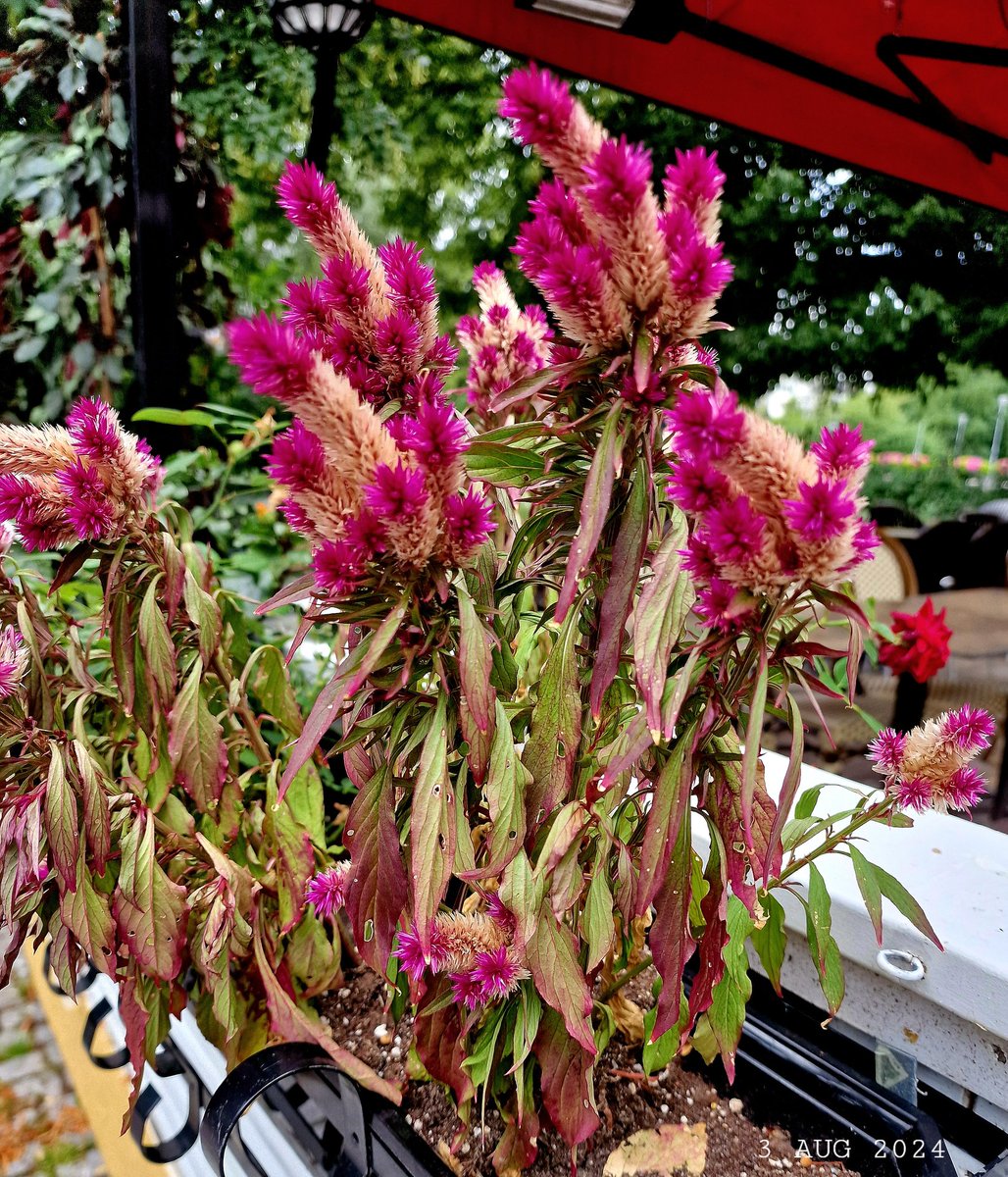 IDadzkov's tweet photo. Plumed cockscomb. Plymört; tuppkam. Целозия серебристая.
#nature #summer #flowers #PlumedCockscomb #plymört #tuppkam #FlowersPhoto https://t.co/ceWTWMFpF4