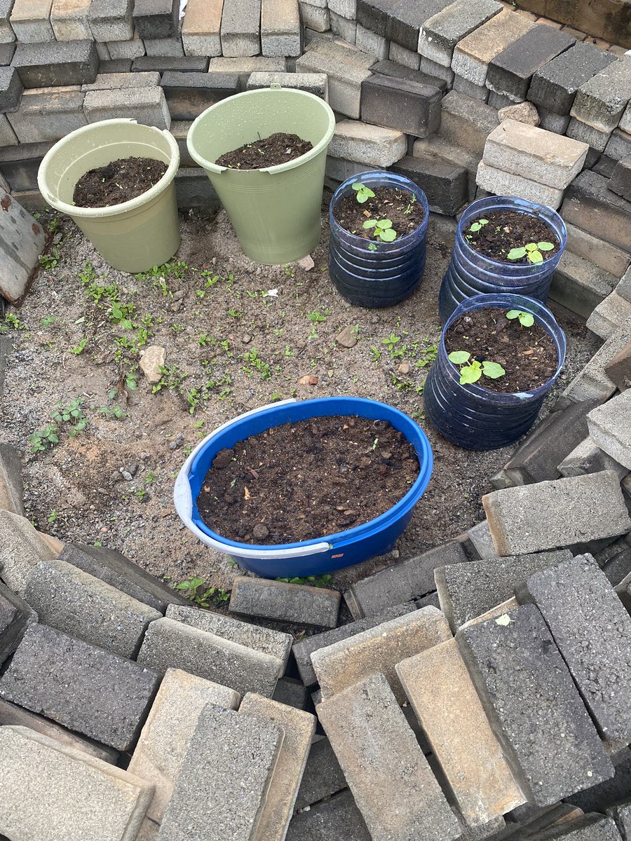 zaqq_kwasi's tweet photo. I like how the economy is turning some of us into home gardeners, inspired by the high prices of tomatoes. I will let y’all know in a few months when my tomatoes, onions, garden eggs, lettuce and carrots bear some fruits.

#Operationfeedyourself https://t.co/dnQHwvA0Vy