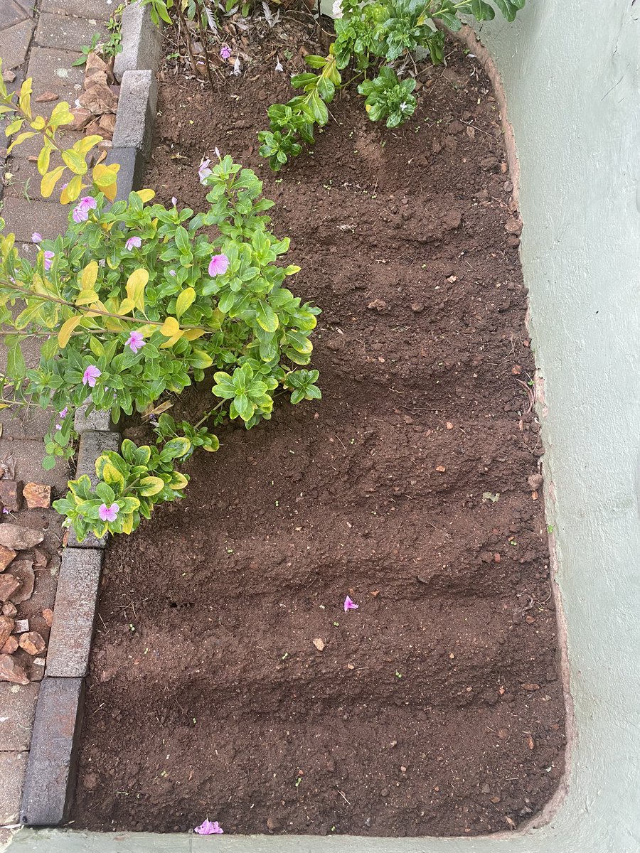 zaqq_kwasi's tweet photo. I like how the economy is turning some of us into home gardeners, inspired by the high prices of tomatoes. I will let y’all know in a few months when my tomatoes, onions, garden eggs, lettuce and carrots bear some fruits.

#Operationfeedyourself https://t.co/dnQHwvA0Vy