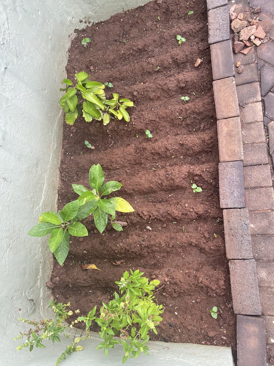 zaqq_kwasi's tweet photo. I like how the economy is turning some of us into home gardeners, inspired by the high prices of tomatoes. I will let y’all know in a few months when my tomatoes, onions, garden eggs, lettuce and carrots bear some fruits.

#Operationfeedyourself https://t.co/dnQHwvA0Vy