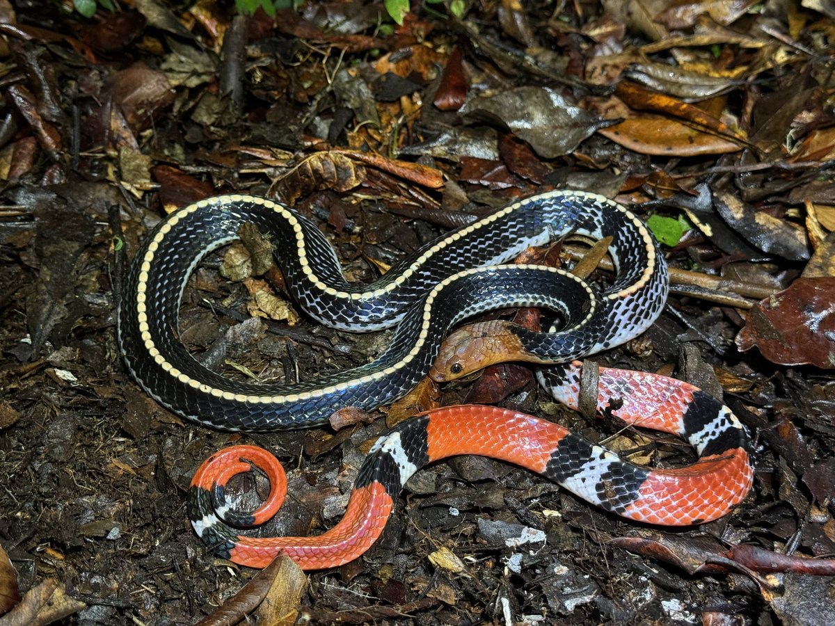 Harrison Kent tweet media