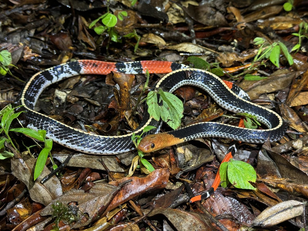 Harrison Kent tweet media