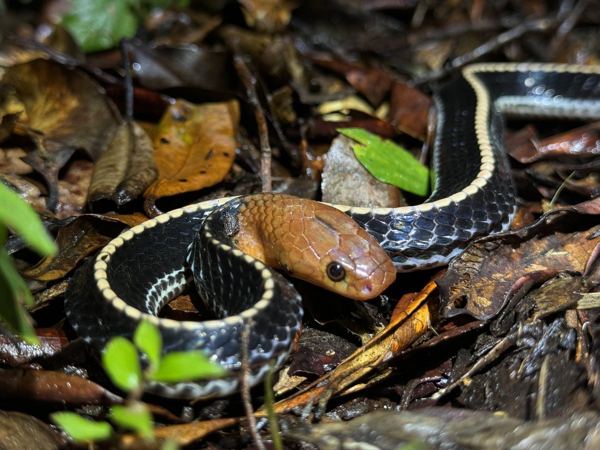 Harrison Kent tweet media