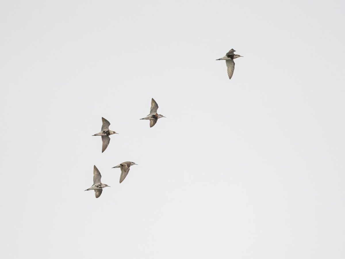 porthkillier's tweet photo. Little Owls and the first Ruff for seven years are the bird highlights of the July round up for @E17Wetlands on https://t.co/nc286zNtxo Thanks to @Chris_Farthing @Elliott81758817 @IvorHewstone &amp; MLP for photos https://t.co/kaJR96yTfi