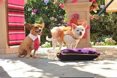 ๐พ แดแดแดษช แดส ๐พ (@xbevhillspapijr) on Twitter photo Okay, me and my sisters are gathered for Stitchโs wedding. Same with my Mom and Dad <a href="/XBevHillsChloeX/">๐๐พ ๐๐ฑ๐ต๐ธ๐ฎ ๐ฆ๐ฒ๐ท๐ฝ๐ฑ๐ป๐ธ๐น ๐๐ผ๐ฑ๐ฎ ๐๐พ</a> <a href="/XBevHillsPapiX/">โจ๏ธ๐พ Pแดแดษช Cแดสแดแดแดข โจ๏ธ๐พ</a> <a href="/BevHillsAliChih/">๐งก ๐๐ต๐ฒ ๐ก๐ธ๐ผ๐ฎ Cโแตฃโโz ๐งก</a> <a href="/BevHillsLalaX/">๐๐ข๐ญ๐ข ๐๐ด๐ฉ๐ฆ ๐๐ฐ๐ณ๐ต๐ฆ๐ป</a> <a href="/XRosaBevHillsX/">๐๐ฐ๐ด๐ข ๐๐บ๐ฏ๐ฏ ๐๐ฐ๐ณ๐ต๐ฆ๐ป</a> <a href="/PlayfulPep/">Pep (Mother of 10 of my love's puppies)</a> Okay, me and my sisters are gathered for Stitchโs wedding. Same with my Mom and Dad <a href="/XBevHillsChloeX/">๐๐พ ๐๐ฑ๐ต๐ธ๐ฎ ๐ฆ๐ฒ๐ท๐ฝ๐ฑ๐ป๐ธ๐น ๐๐ผ๐ฑ๐ฎ ๐๐พ</a> <a href="/XBevHillsPapiX/">โจ๏ธ๐พ Pแดแดษช Cแดสแดแดแดข โจ๏ธ๐พ</a> <a href="/BevHillsAliChih/">๐งก ๐๐ต๐ฒ ๐ก๐ธ๐ผ๐ฎ Cโแตฃโโz ๐งก</a> <a href="/BevHillsLalaX/">๐๐ข๐ญ๐ข ๐๐ด๐ฉ๐ฆ ๐๐ฐ๐ณ๐ต๐ฆ๐ป</a> <a href="/XRosaBevHillsX/">๐๐ฐ๐ด๐ข ๐๐บ๐ฏ๐ฏ ๐๐ฐ๐ณ๐ต๐ฆ๐ป</a> <a href="/PlayfulPep/">Pep (Mother of 10 of my love's puppies)</a>