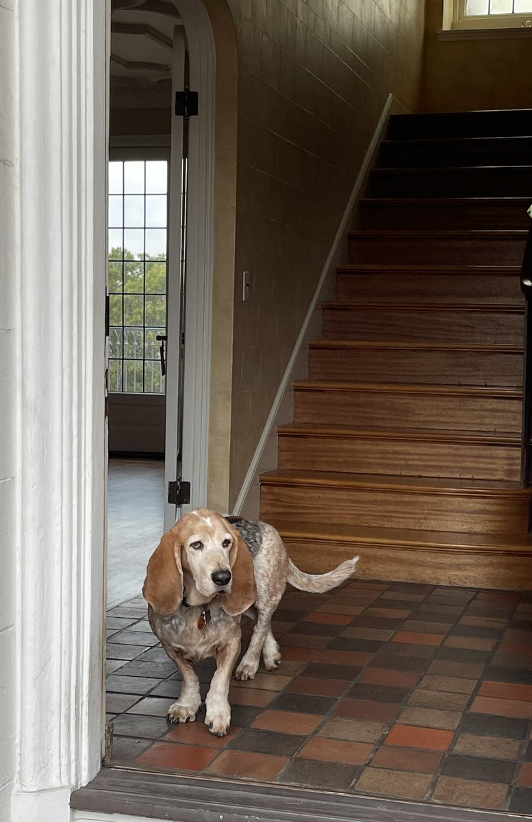 greentrinh1's tweet image. This is how Copper greets the mail carrier. He looks and wags his tail by the door. He has a lot of friends working for US Postal Service. #bassethound #dogtwitter #dogsofX #AdoptDontShop