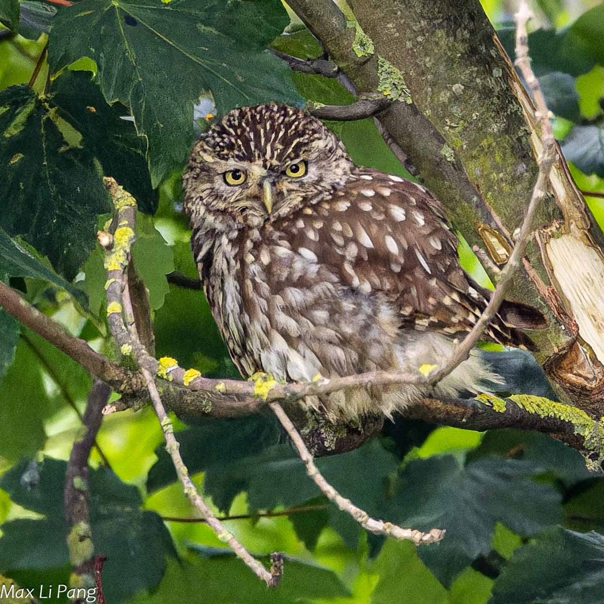 porthkillier's tweet photo. Little Owls and the first Ruff for seven years are the bird highlights of the July round up for @E17Wetlands on https://t.co/nc286zNtxo Thanks to @Chris_Farthing @Elliott81758817 @IvorHewstone &amp; MLP for photos https://t.co/kaJR96yTfi
