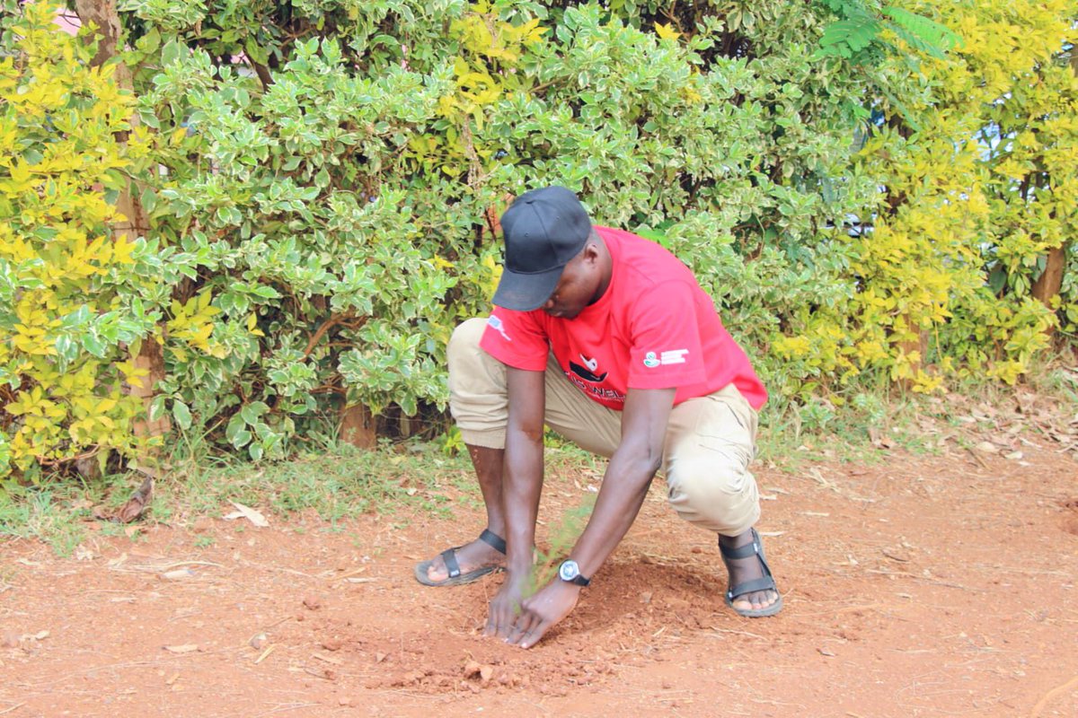 ItiswellCBO's tweet photo. Growing Together! 🌳

It was an inspiring day as we joined forces with local partners to plant 200 trees at Jogoo Comprehensive Primary School. This initiative is a powerful step in our ongoing fight against climate change. https://t.co/L8jowu0Cy9
