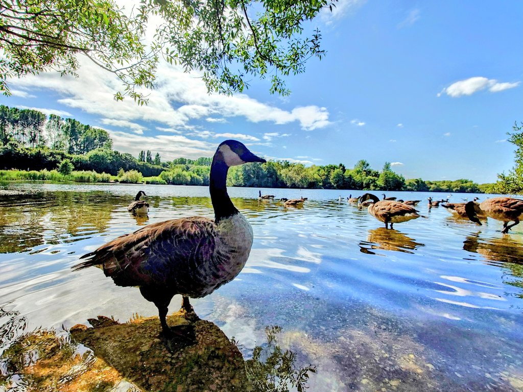 MonicaCrimmins's tweet image. Chorlton waterpark this afternoon #Chorlton #Manchester