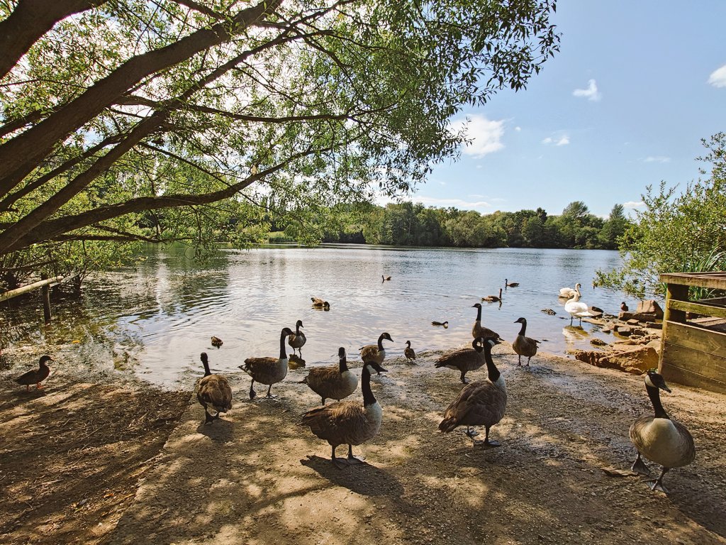 MonicaCrimmins's tweet image. Chorlton waterpark this afternoon #Chorlton #Manchester