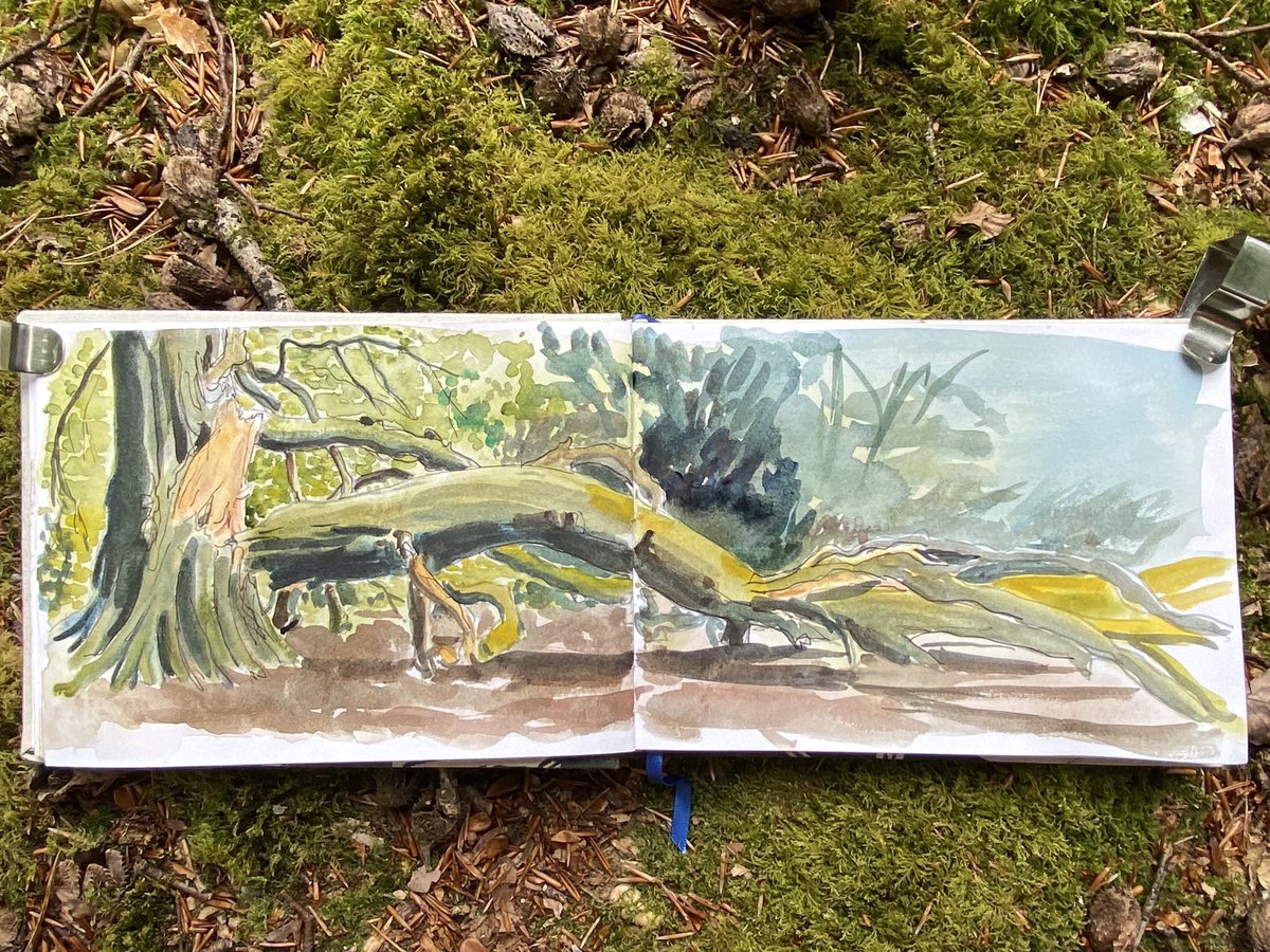 pegmorrisart's tweet photo. Day 11 of #drawingaugust a few weeks ago I found this beautiful beech tree which has lost a limb and I have been wanting to come back to draw it ever since. Difficult to capture the scale in a single drawing. #drawing #beechtrees https://t.co/n978Pm0oez