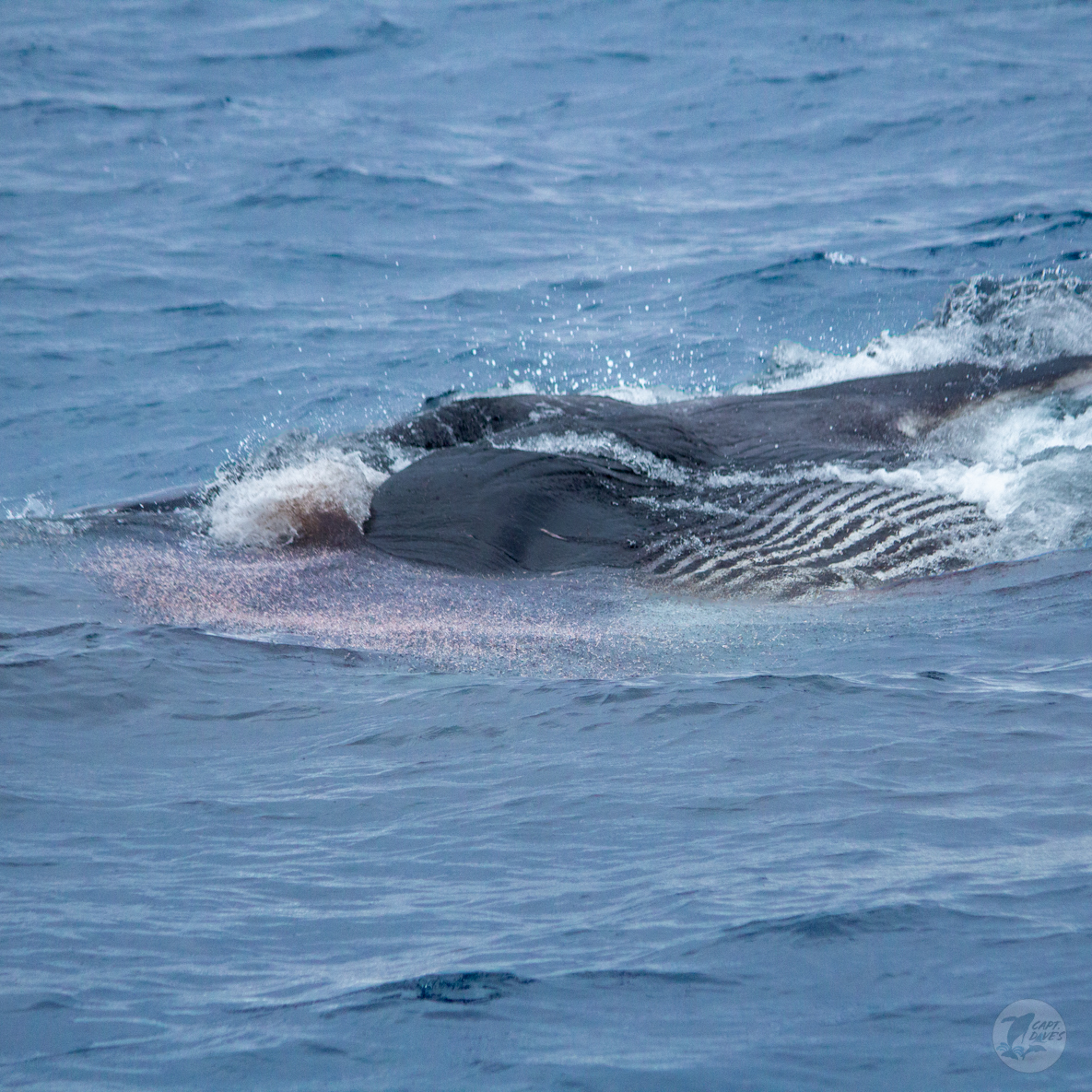 DolphinSafari's tweet photo. Krill are a keystone species, an important organism that helps define an entire #ecosystem. Without #krill, the #oceanecosystem would collapse. They may appear as thumb sized shrimplike creatures but they have a BIG impact. Let’s hear it for krill on #WorldKrillDay! #captdaves https://t.co/pJQAW00GSp