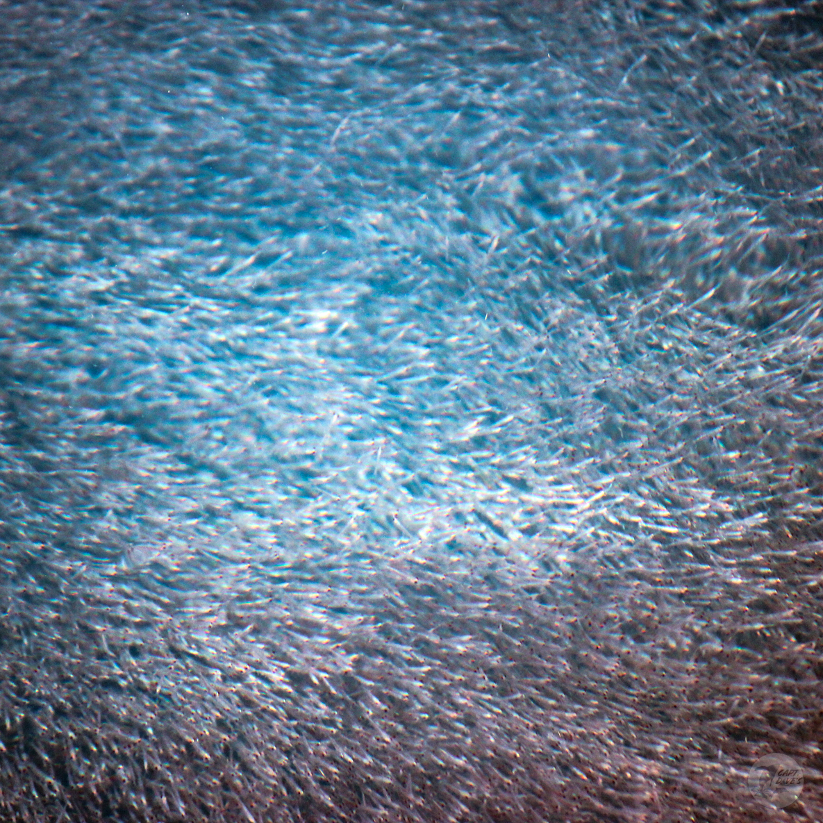 DolphinSafari's tweet photo. Krill are a keystone species, an important organism that helps define an entire #ecosystem. Without #krill, the #oceanecosystem would collapse. They may appear as thumb sized shrimplike creatures but they have a BIG impact. Let’s hear it for krill on #WorldKrillDay! #captdaves https://t.co/pJQAW00GSp